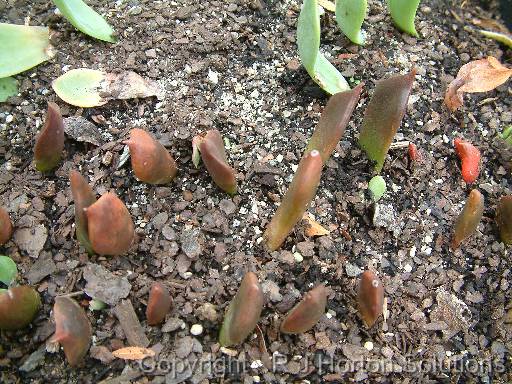 Propagating succulents_2 